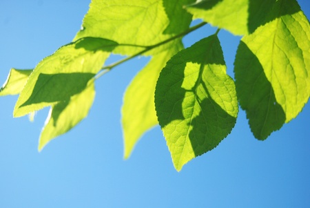 Fresh green leaves over te blue sky