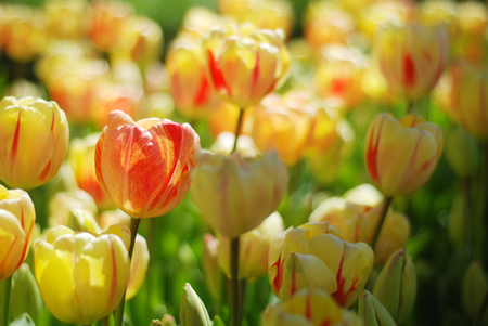 Beautiful tulips in a parkの写真素材