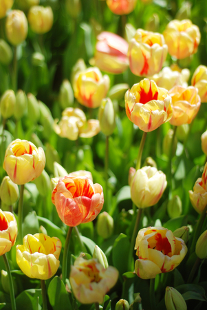 Beautiful tulips in a parkの写真素材