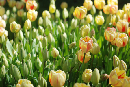 Beautiful tulips in a parkの写真素材