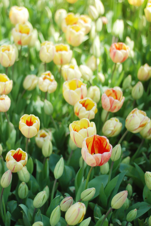 Beautiful tulips in a parkの写真素材
