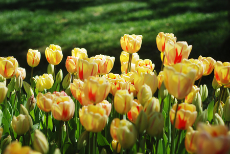 Beautiful tulips in a parkの写真素材