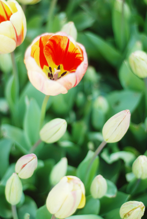 Beautiful tulips in a parkの写真素材