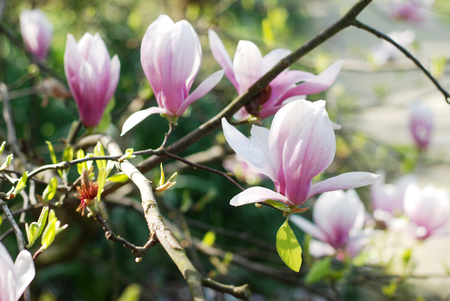 Beautiful magnolias in a parkの写真素材