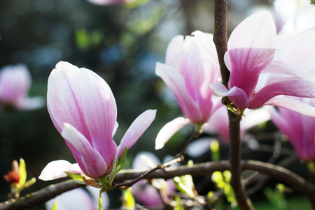 Beautiful magnolias in a parkの写真素材
