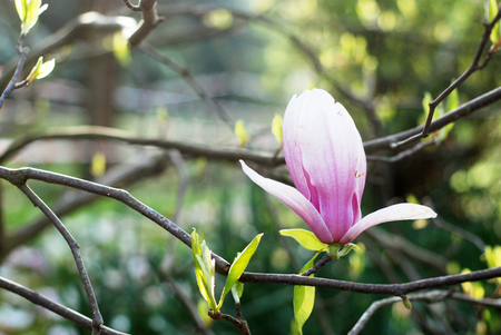 Beautiful magnolias in a parkの写真素材
