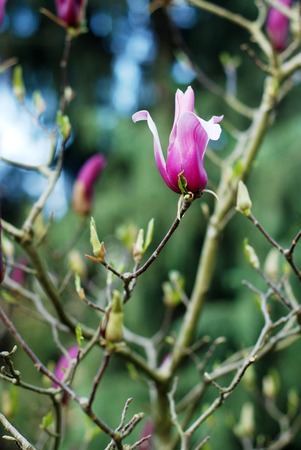 Beautiful magnolias in a parkの写真素材