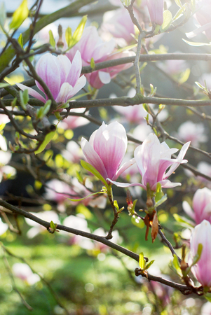 Beautiful magnolias in a parkの写真素材