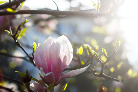 Beautiful magnolias in a parkの写真素材