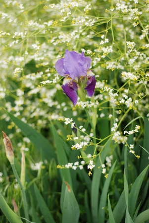 Iris flower in green garden closeup photoの写真素材