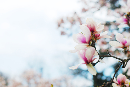 Beautiful magnolias in a park early springの写真素材