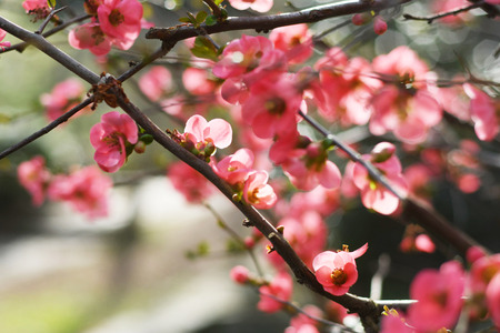 Wild apple tree in pink blossom late springの写真素材