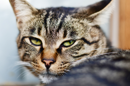Grey cat looking at the camera closeupの写真素材