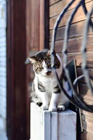 Street cat sitting outside near the doorの写真素材