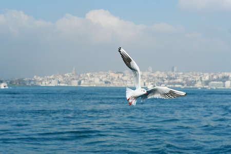 Seagull flying over water in a cityscapeの写真素材