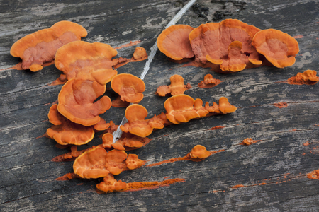 mushroomの写真素材