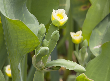 Limnocharis flavaの写真素材