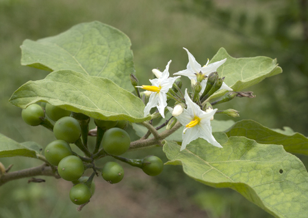 Eggplantの写真素材