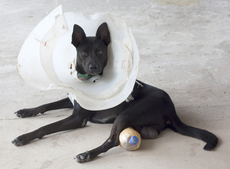 black dogの写真素材