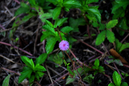 Strong little purple wild flowerの写真素材