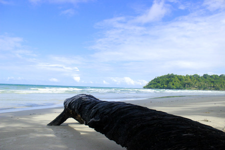 Black wood on the clean beach