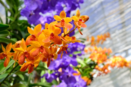 Beautiful orchid の写真素材