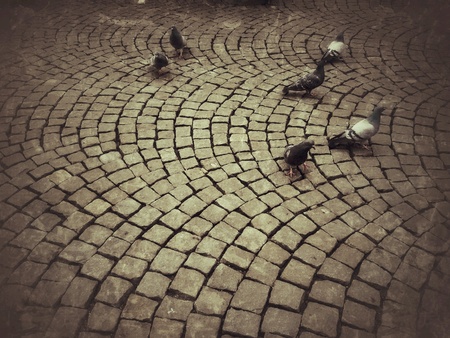 Birds on the groundの素材