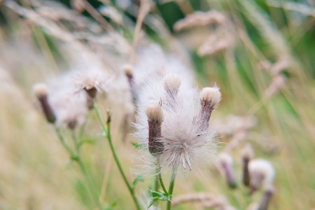 Dandelions close-up. soft focusの写真素材