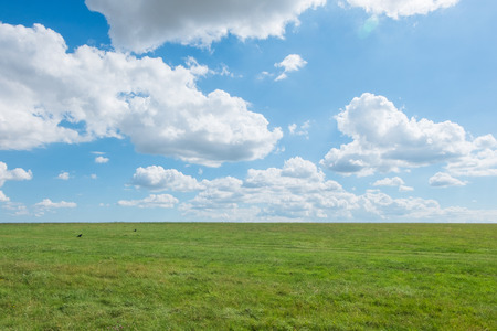 grass field with blue sky. rural landscapeの写真素材
