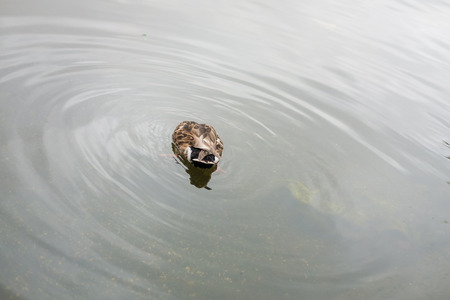 Ducks in Hyde Park, London, UK.の写真素材