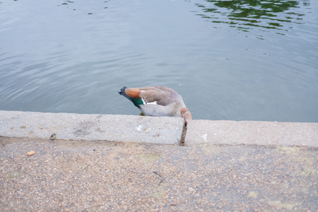 Ducks in Hyde Park, London, UK.の写真素材