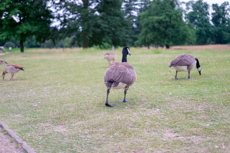 Ducks in Hyde Park, London, UK.の写真素材