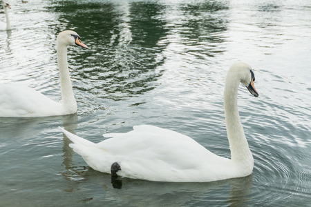 Swan in a lake in Hyde Park, London, UK.の写真素材