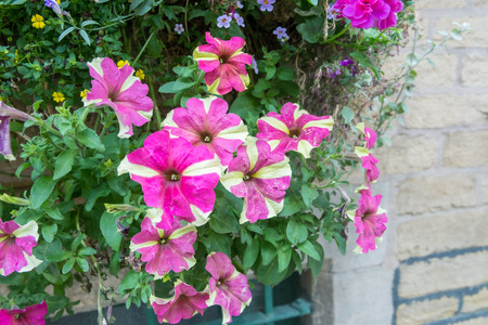 Colorful Flowers in the gardenの写真素材