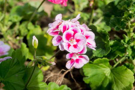 Colorful Flowers in the gardenの写真素材