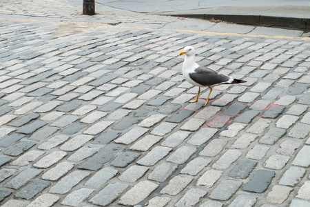 Seagulls on city roadの写真素材