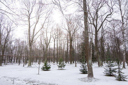 Row of Trees at Peterhof Palace in St. Petersburg, Russia. In winter.のeditorial素材