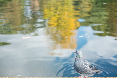 Ducks in Hyde Park