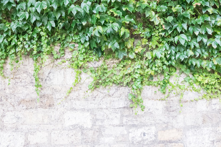 Old Brick Wall Covered by Green Plantの写真素材