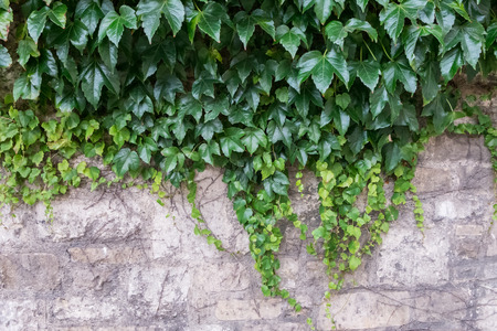 Old Brick Wall Covered by Green Plantの写真素材