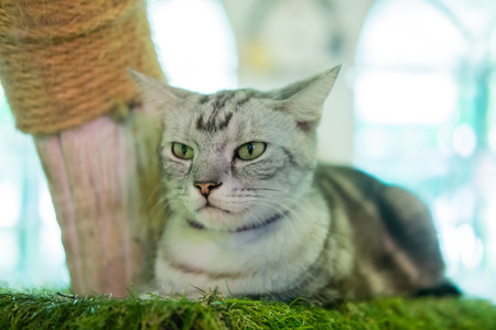 Cat, soft focus with blur backgroundの写真素材