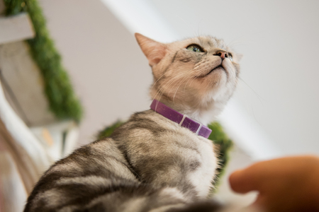 Cat, soft focus with blur backgroundの写真素材