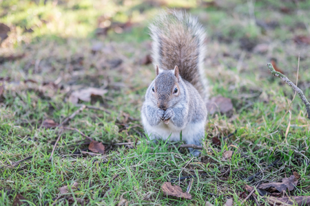 Close up of Squirrel in the parkの写真素材