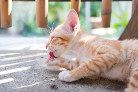 Close up of Thai Orange and White Cat Kitty laying on the floorの写真素材