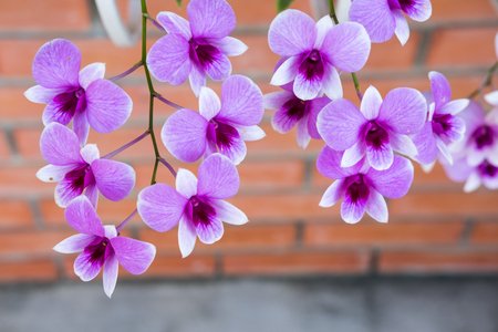 Orchid flower with blur background of the gardenの写真素材