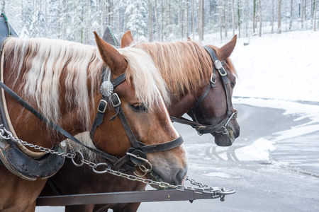 Close up of Horses in front of the carriageの写真素材