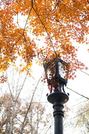 Lamp post with colorful autumn leaves