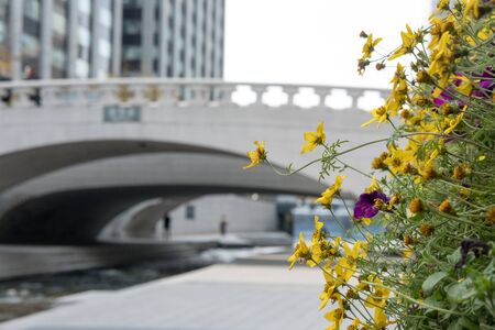 Flower with blurred background of Cheonggyecheon stream, a modern public space in Seoul, South Koreaの写真素材