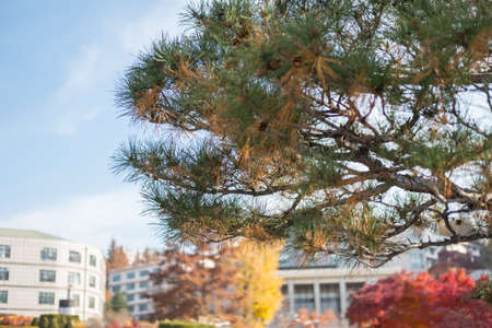 Pine tree branch, with blurred image of building in the backgroundの写真素材