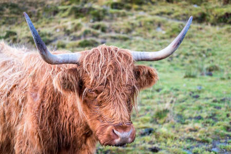 Close up of Highland Cattle, a Scottish cattle breed. Hairy cow with long horns and wavy coats. On...